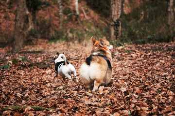 Naklejka na ściany i meble Smooth haired Jack Russell Terrier and Welsh corgi Pembroke tricolor on walk. Two small purebred dogs are walking in autumn forest and enjoying life. Walking with dogs in nature.