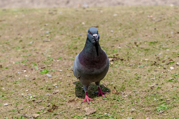 Rock Dove (Columba livia) in park, Keil, Schleswig-Holstein, Germany