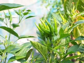 Fresh green chillis planting in garden Organic, Thai pepper Jinda chillis in organic garden that is grown naturally