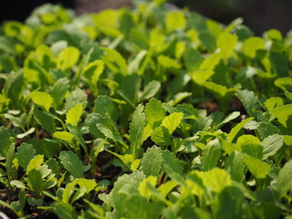 Fresh organic Seedlings mustard greens grow at vegetable garden, Lettuce leaves mustard are grown in spring as vitamin greens, Green natural background.