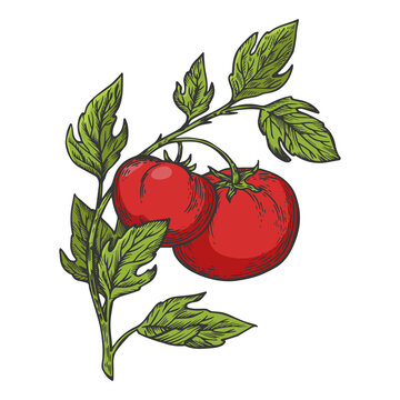 red tomatoes on vine, green leaves clip art preview