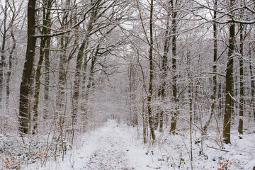 Weg durch den verschneiten Buchenwald, Kurler Busch, Dortmund,  Ruhrgebiet, Nordrhein-Westfalen,...