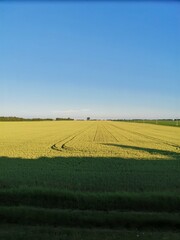 Obraz premium field of corn