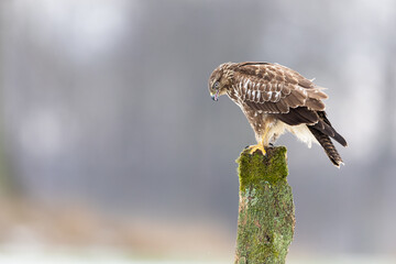 Common buzzard buteo buteo raptor perching on a wooden mossy pole in winter landscape