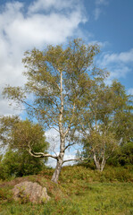 Birch tree in Hidden Valley, Grange 3644
