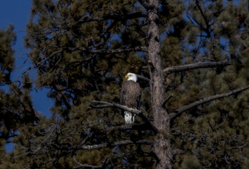 Bald Eagles in Eleven Mile Canyon