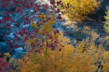 Amazing view with colorful autumn forest with asphalt mountain road at sunset. Beautiful landscape with empty road, trees and sunlight in the evening in autumn. Travel background. Nature