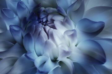 Beautiful flower background with soft dahlia flower in blue tones