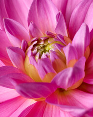 Fototapeta na wymiar Bright pink flower macro shot