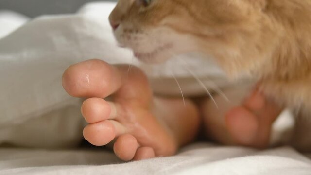 Lovely fluffy red cat licks bare sole of young person foot lying in large comfortable bed in sunny morning extreme closeup