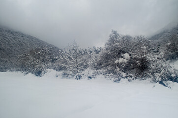 Fototapeta premium Winter trees in mountains covered with fresh snow. Beautiful landscape with branches of trees covered in snow. Mountain road in Caucasus. Azerbaijan