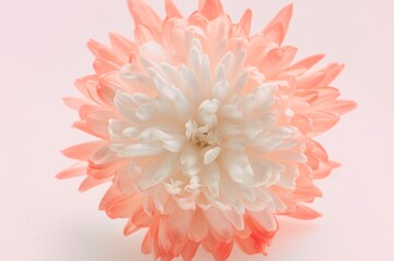 Chrysantheme im zarten weiß-lachsfarben