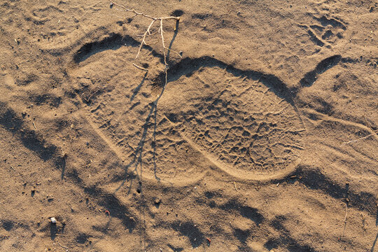 Footprints of an African elephant (loxodonta africana) in sand