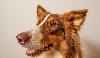 funny Australian Shepherd dog photographed at home
