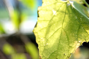 キウイの葉、逆光