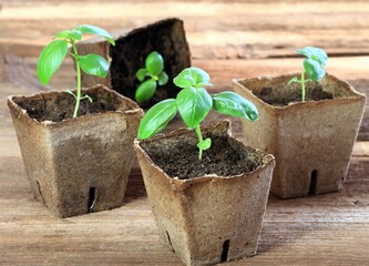 Potted seedling growing in biodegradable peat moss pots. Small basil in pots on brown wooden table. 