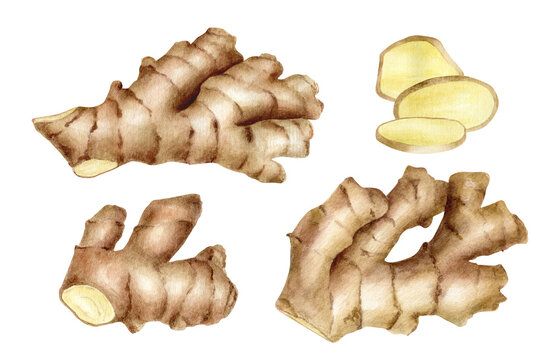 Watercolor ginger root with slices set. Hand drawn ginger rhizome cross section illustration isolated on white background. Spice plant, organic ingredient, medicinal herb for package, decoration