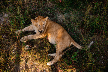 Fototapeta na wymiar Young baby lion in wildlife. Safari