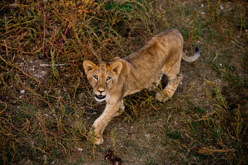Young baby lion in wildlife. Safari