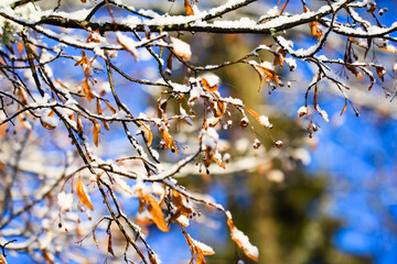 Linden, basswood, Tilia cordata branch with fruits on winter with snow