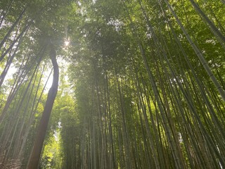 sunlight in the forest