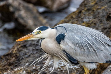 Grey heron on the hunt for fish near a rocky shore