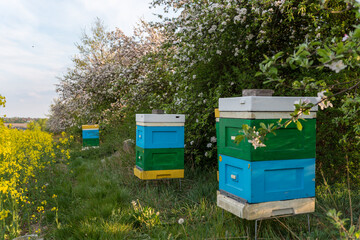 Beehives in an orchard, Blooming apple trees, colorful flowers on a fruit tree, pollinated by bees.