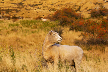 Obraz premium Sheep