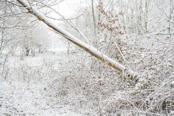 snow landscape in nature