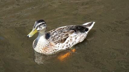 a duck in Bruges, Belgium, July