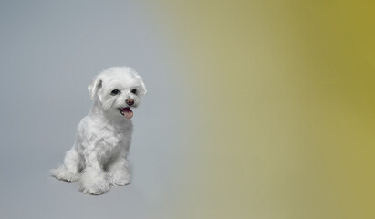 Chinese joyful white lap dog on a gray background with copy space. High quality photo