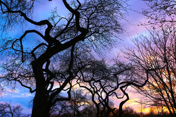 Fototapeta na wymiar silhouette of tree on a bright evening sky, twilight in the park