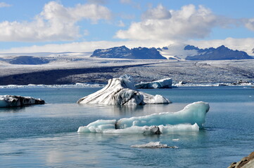 Jokulsarlón bear © Gosia