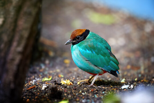 Hooded pitta, Pitta sordida, colorful passerine native to Philippines. Green bird with a black head and chestnut crown. Bird in captivity.