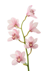 Pink orchid. Lovely tropical flower isolated on white. Save path.