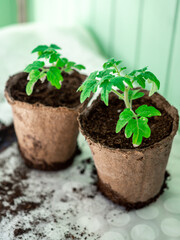 Young green seedlings of tomato  in peat pots and soil on a white background.  Transplanting seedlings. Selective focus.