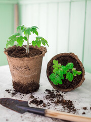 Young green seedlings of tomato  in peat pots and soil on a white background.  Transplanting seedlings. Selective focus.