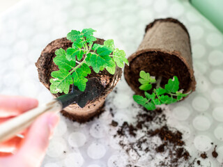 Young green seedlings of tomato  in peat pots and soil on a white background.  Transplanting seedlings. Selective focus.