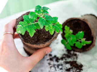 Young green seedlings of tomato  in peat pots and soil on a white background.  Transplanting seedlings. Selective focus.