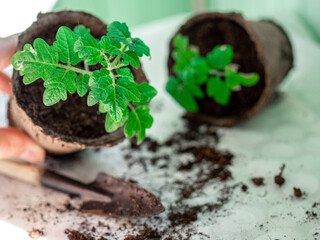 Young green seedlings of tomato  in peat pots and soil on a white background.  Transplanting seedlings. Selective focus.