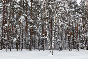Forest in winter trees in the snow