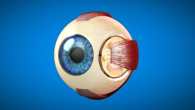 4K 3D anatomical model of an Eye