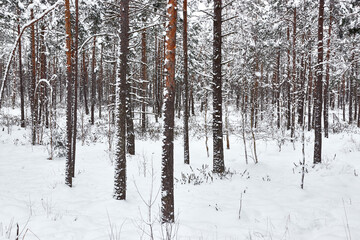 Forest in winter trees in the snow