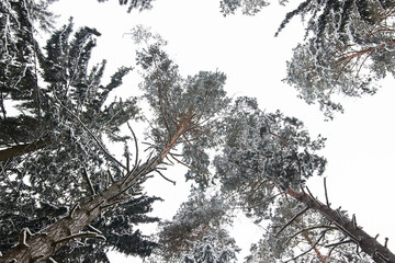 Christmas trees in the snow in winter in the forest
