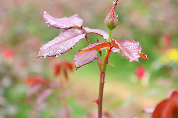 thorn and red leaf with bud in firm