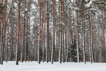 Fototapeta premium Forest in winter trees in the snow