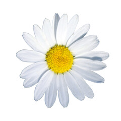 chamomile, daisy isolated on white background