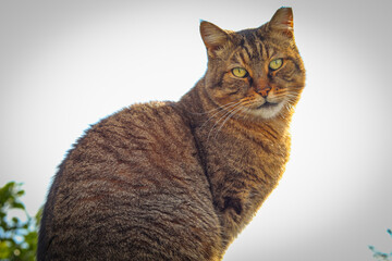Selective focus of a fancy cat against a bright blurred background