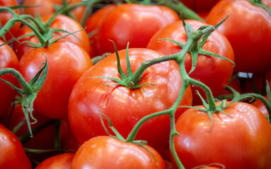 red tomatoes background. Group of tomatoes