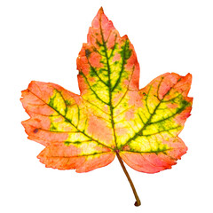 red, yellow, green and orange autumn maple leaf isolated on white background